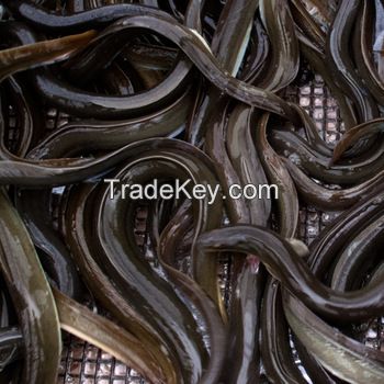 EEL Fish