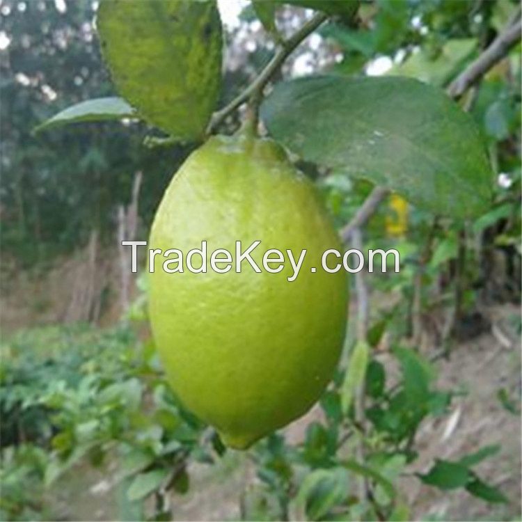 limon tree seeds