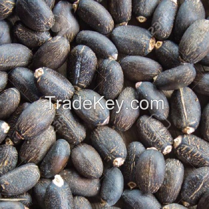 Jatropha Seeds