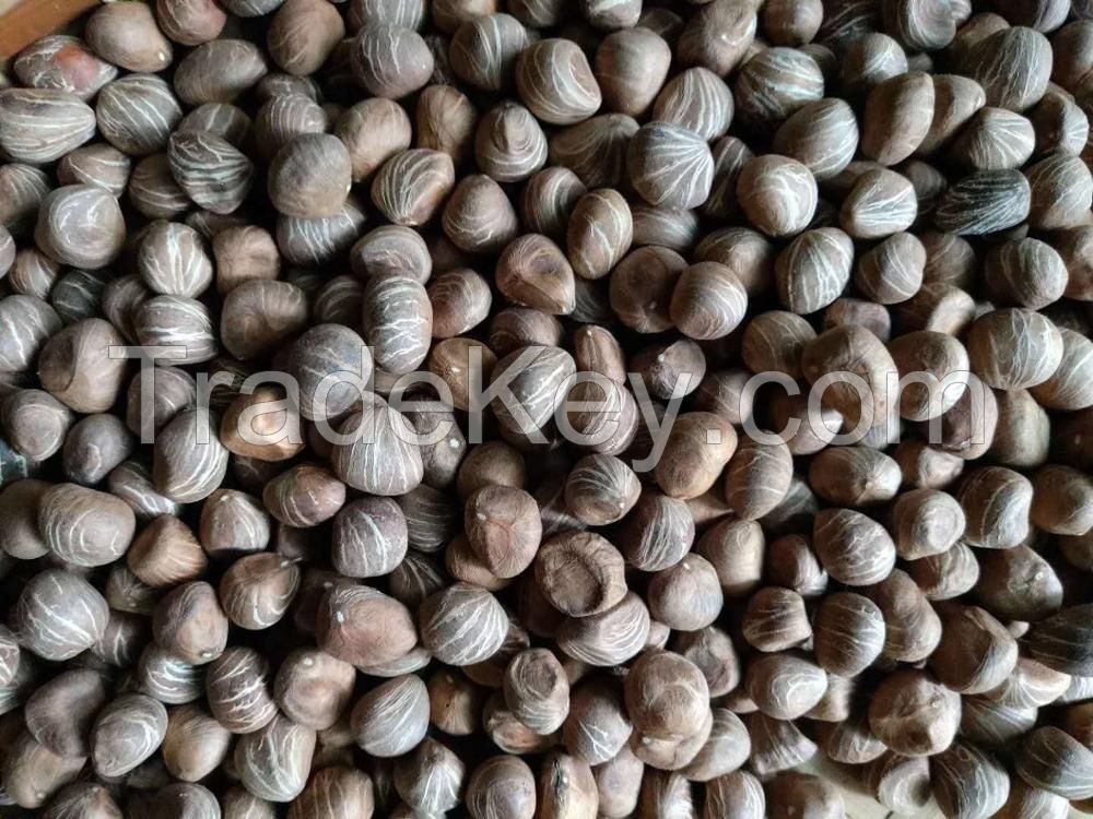 macrocarpa seeds