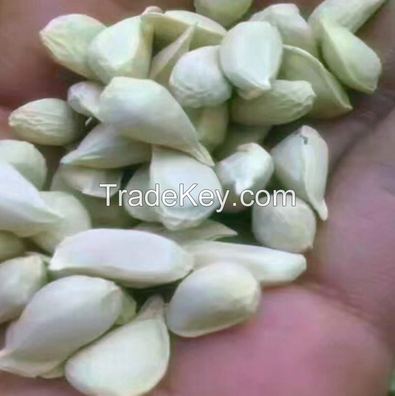 medica seeds