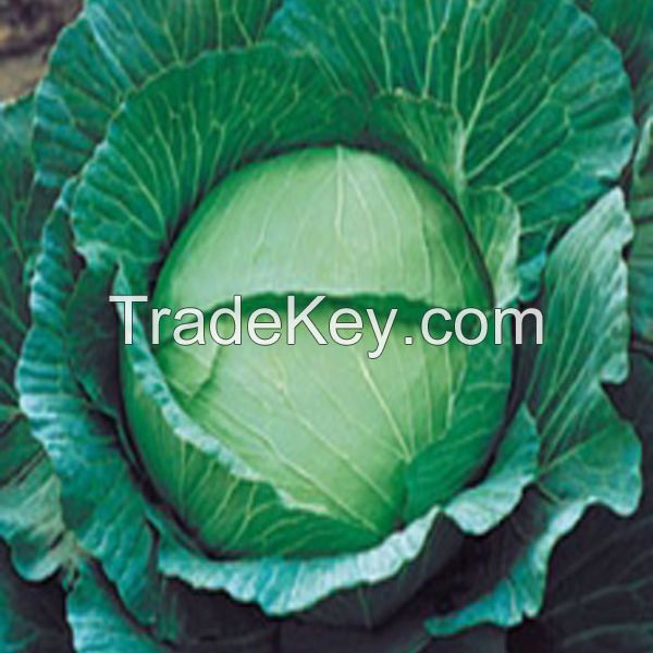 cabbage seeds