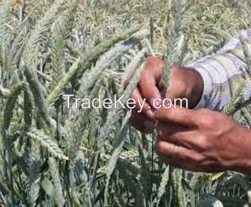 TRITICALE SEEDS 