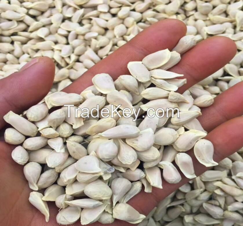 medica seeds 