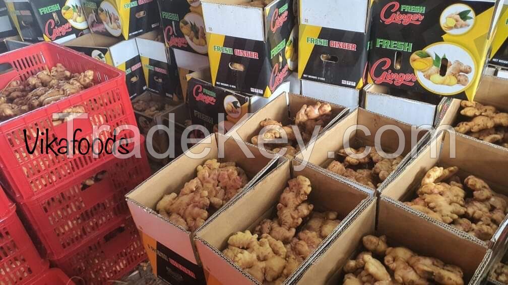 Supplying fresh ginger/ginger price with high quality