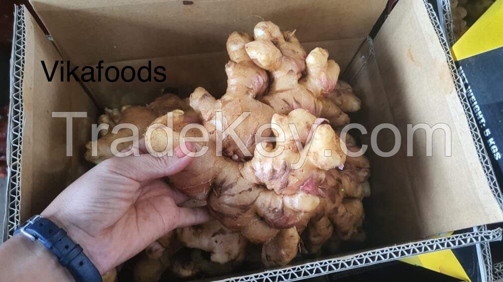 Supplying fresh ginger/ginger price with high quality