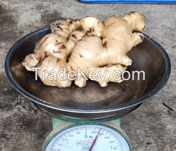 Supplying fresh ginger/ginger price with high quality