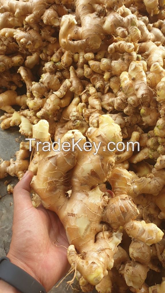 Supplying fresh ginger with best price and high quality