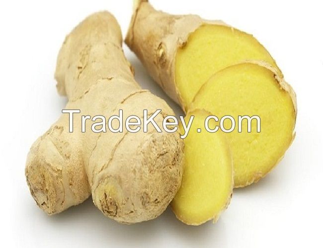 Supplying fresh ginger with best price and high quality