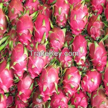 FRESH DRAGON FRUIT HIGH QUALITY WITH BEST PRICE