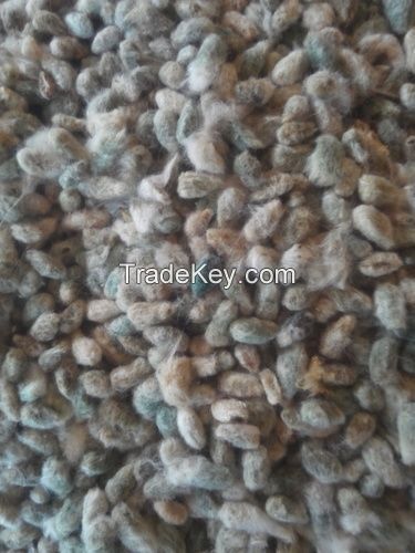 Premium Quality Cotton Seeds and Cotton Seeds Oil 