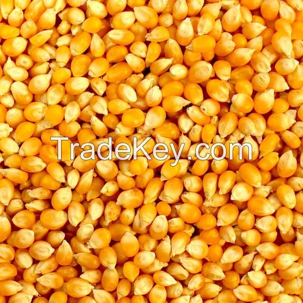 White / Yellow Corn / Maize