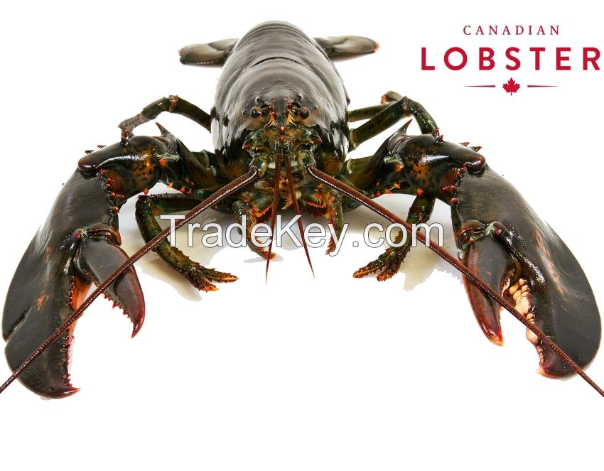 Live Lobsters and Whole Cooked Lobsters