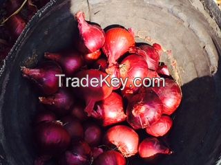 Fresh Red Onion