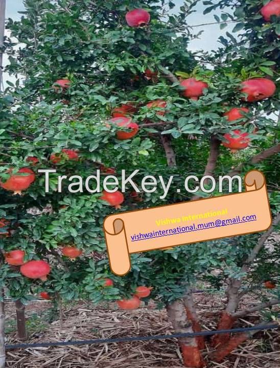 Indian Fresh Pomegranates