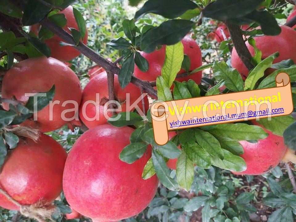 Indian Fresh Pomegranates