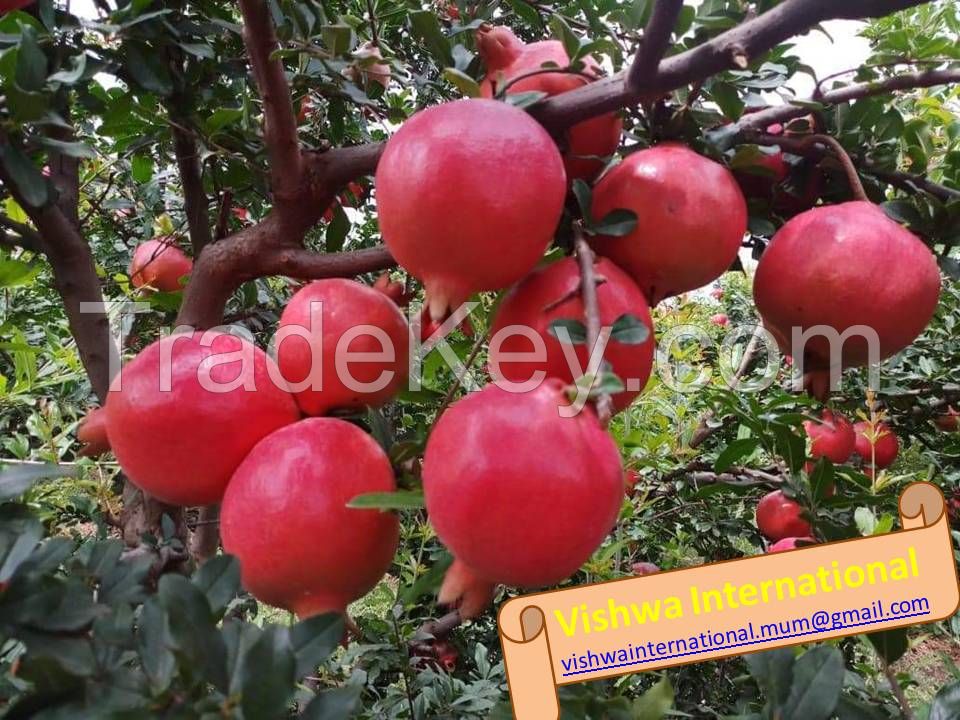 Indian Fresh Pomegranates