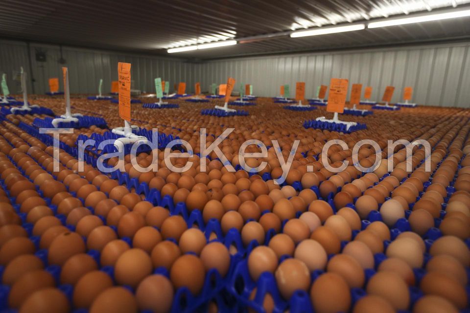 Quality Chicken Eggs Broiler Hatching Chicken Eggs Wholesale