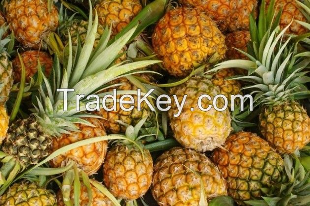 Fresh Pineapple From Indonesia