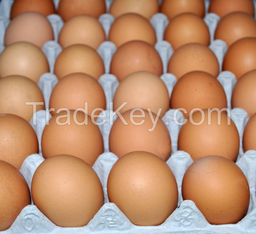 Fresh chicken brown and white eggs