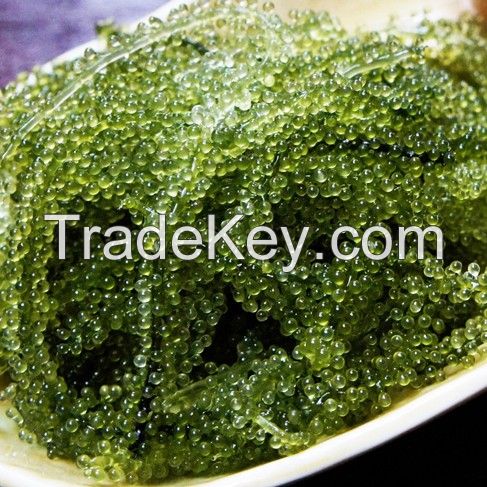 Sea Grapes Green Caviar Seaweed Sea Grapes Whatsapp 84348545435