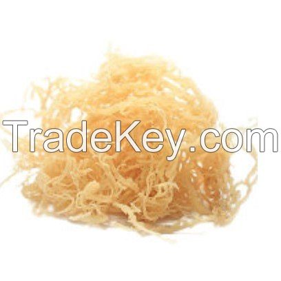 Irish Sea Moss Organic Made In Vietnam Whatsapp 84348545435