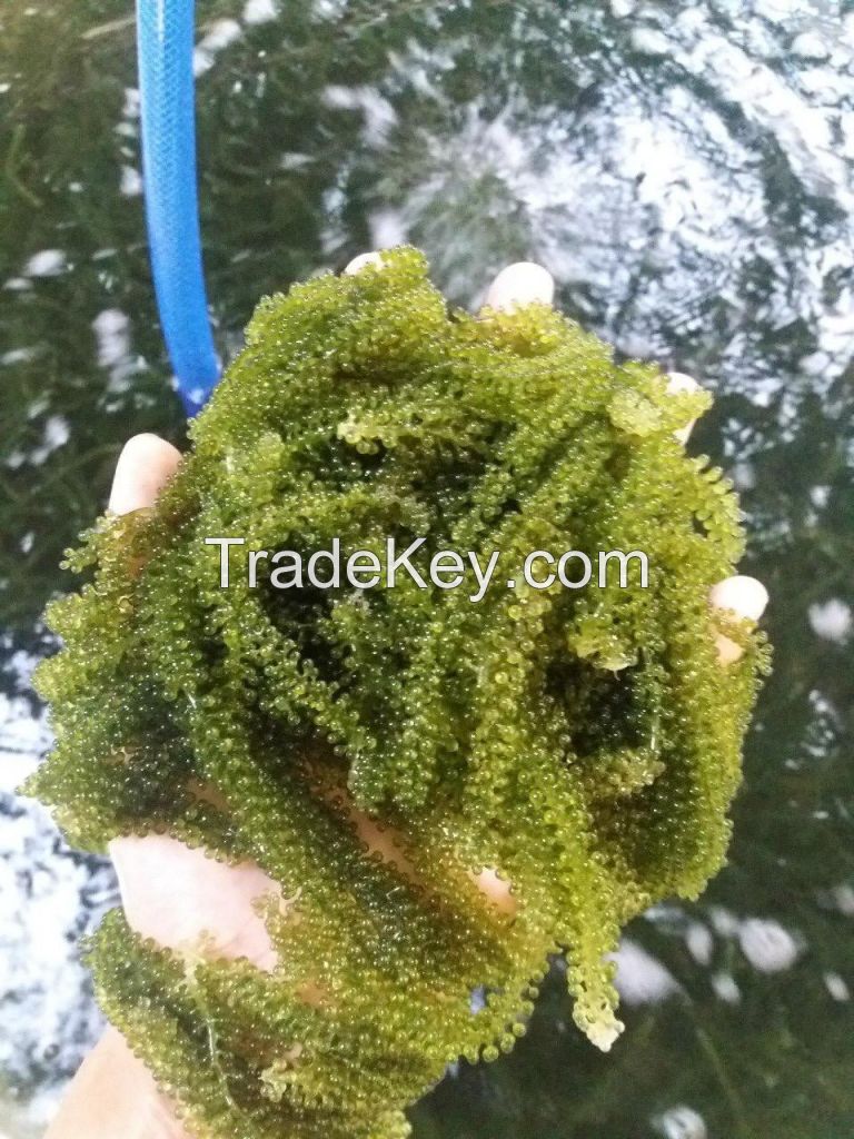 Sea Grapes Green Caviar Seaweed Sea Grapes Whatsapp 84348545435
