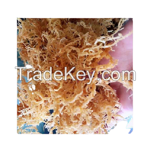 Irish Sea Moss Organic Made In Vietnam Whatsapp 84348545435