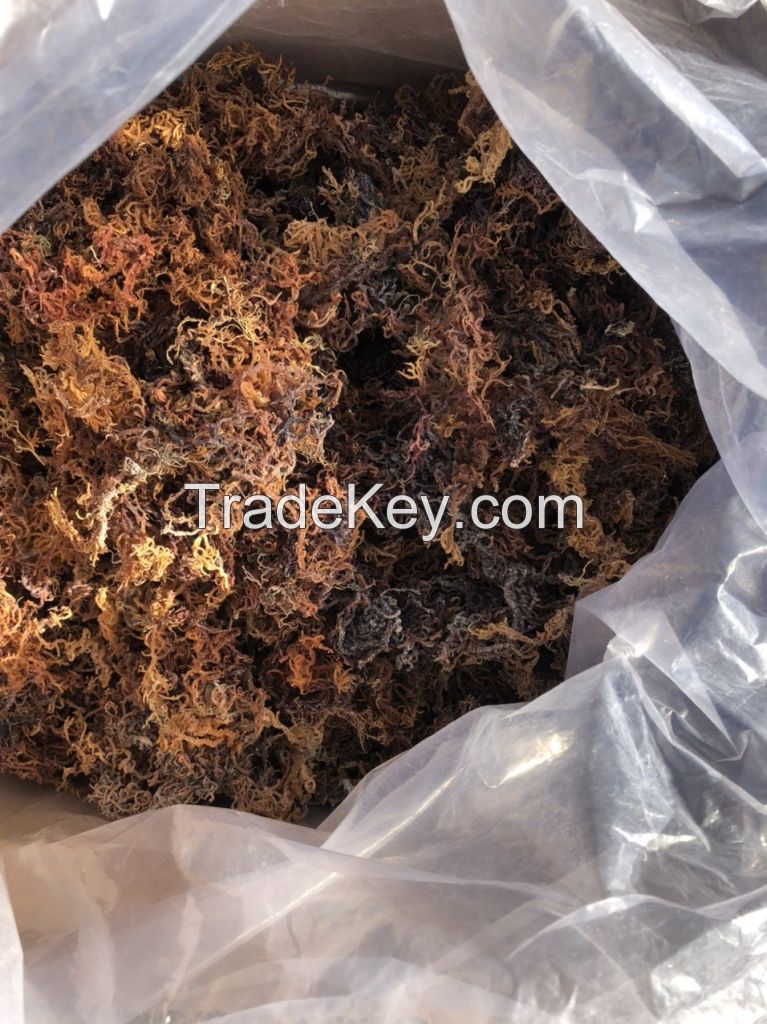  Wildcrafted Sea Moss / Dried Sea Moss Purple - Larry Vo (Whatsapp/Line/Viber/Ka