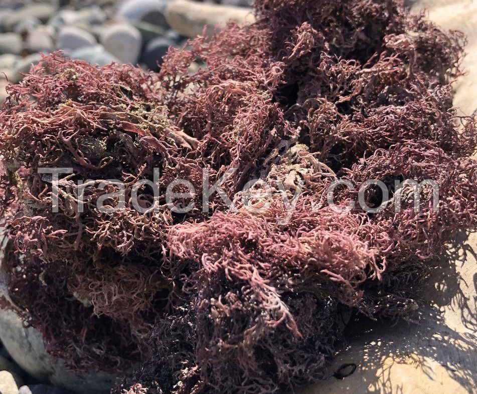  Wildcrafted Sea Moss / Dried Sea Moss Purple - Larry Vo (Whatsapp/Line/Viber/Ka