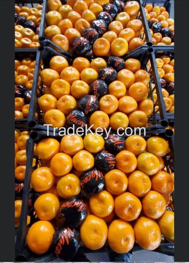 Mandarin Quality Fresh Mandarin From Turkey Fast Shipping