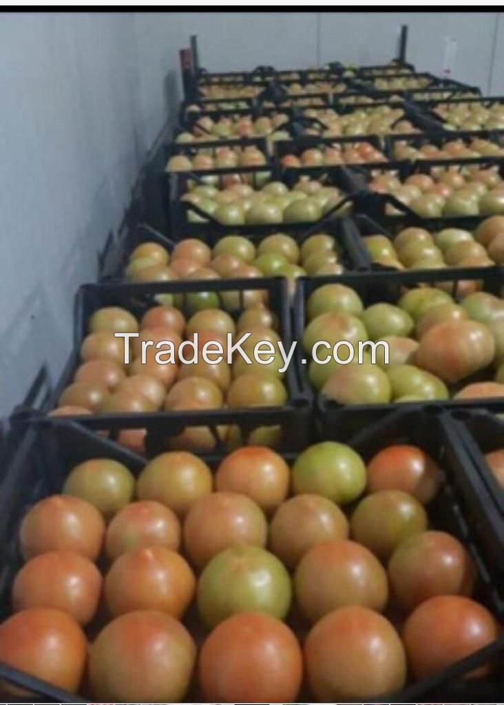 Fresh tomatoes Fast Shipping high Quality tomato from Turkey