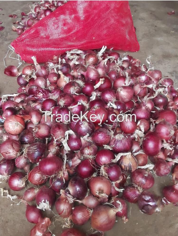 Fresh Onions Fast Shipping high Quality from Turkey