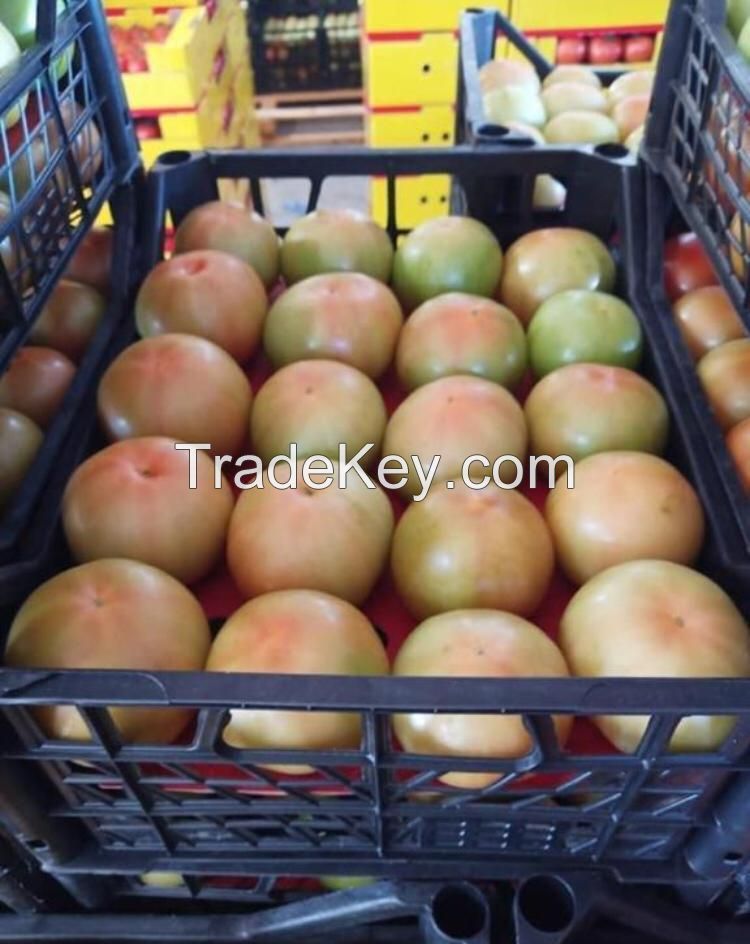 Fresh tomatoes Fast Shipping high Quality tomato from Turkey