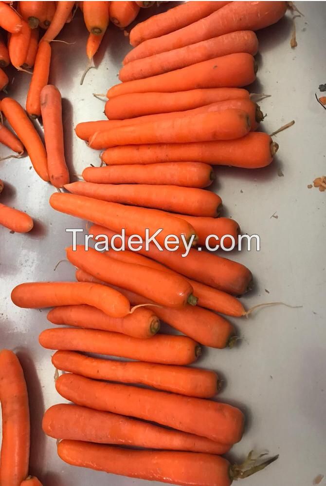Premium Fresh Carrot Fast Shipping High Quality