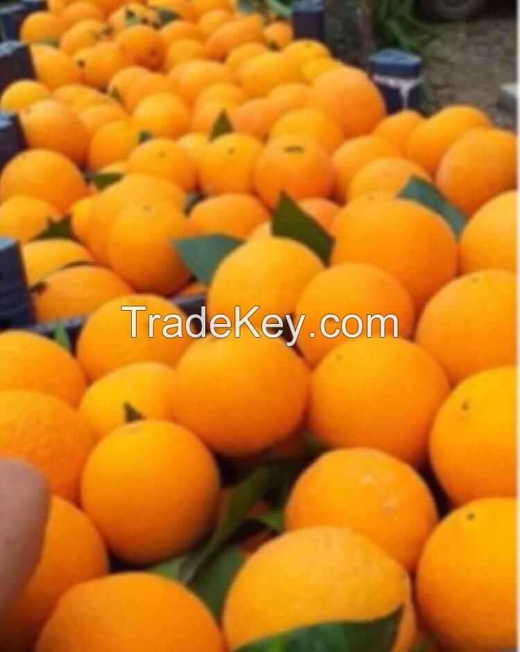 Quality Fresh Orange Fast Shipping high Quality Orange