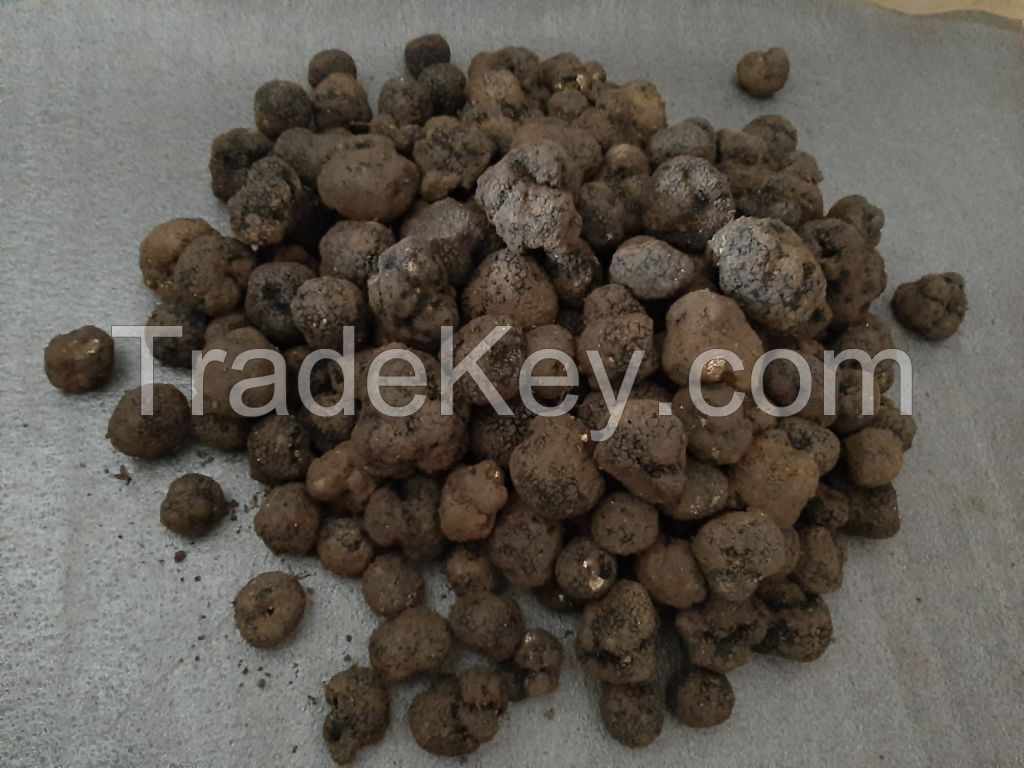 Fresh And Aromatic Uncinatum Truffles For Sale