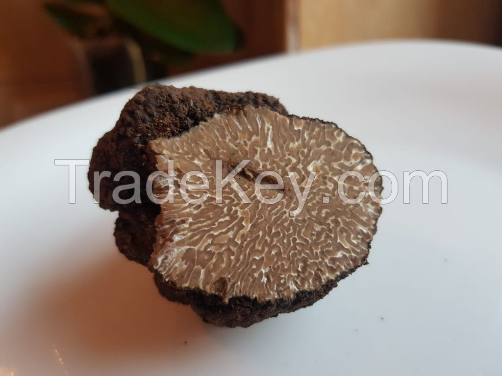 Fresh and Aromatic Uncinatum Truffles for sale