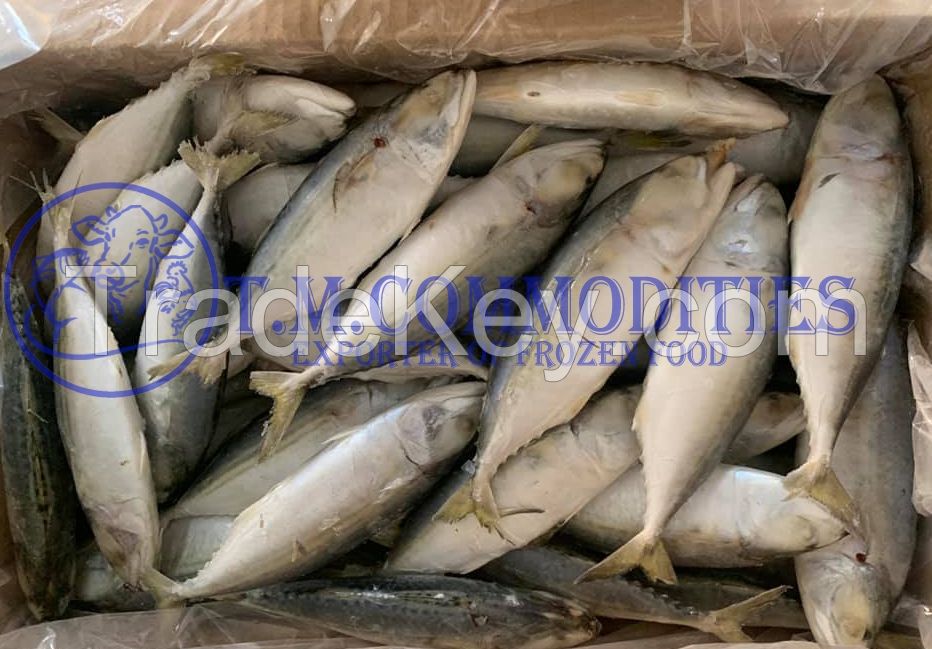 Frozen Indian Mackerel