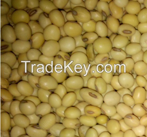 Wholesale yellow soybeans forage seed soy bean oilseed 