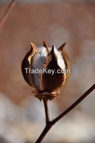 Premium Quality Cotton Seeds cheap price