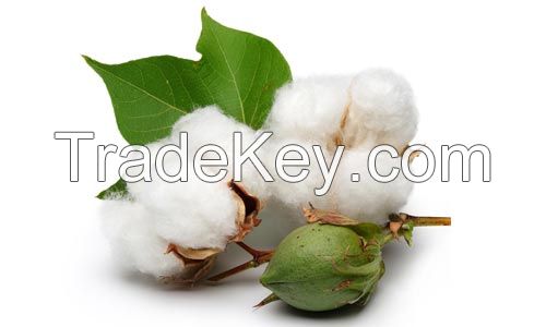 Premium Quality Cotton Seeds cheap price 