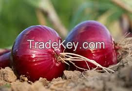 ONION SEEDS TEXAS GRANO