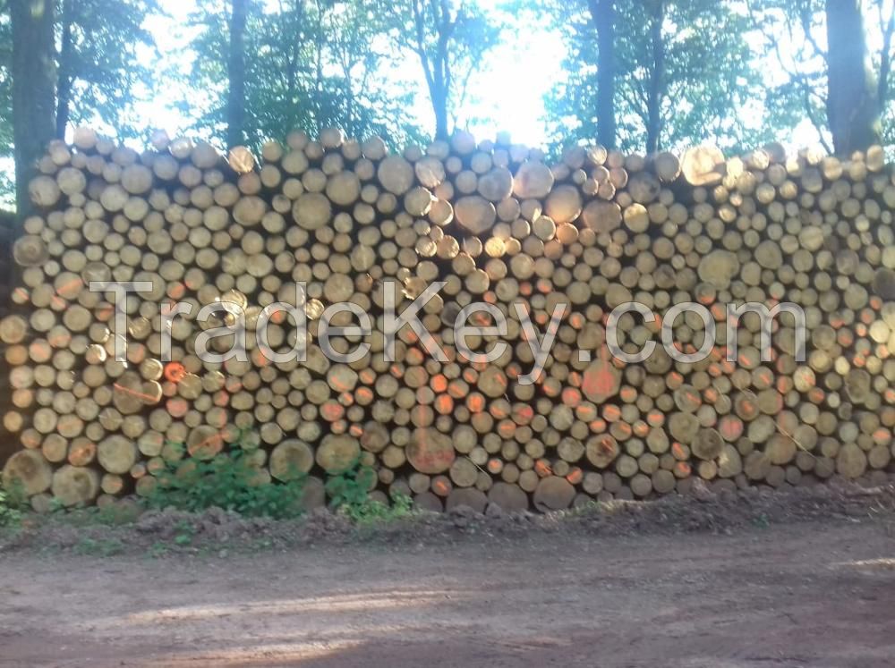 Pine round logs / pine wood / Pine wood price