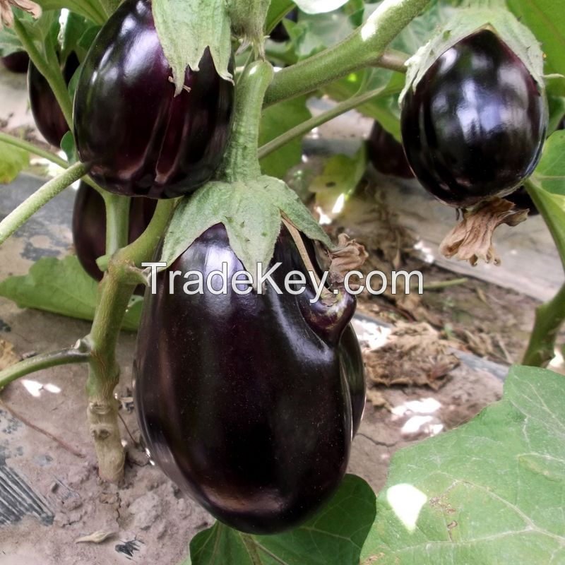 Hot selling best vegetable seeds Solanum melongena seeds planting