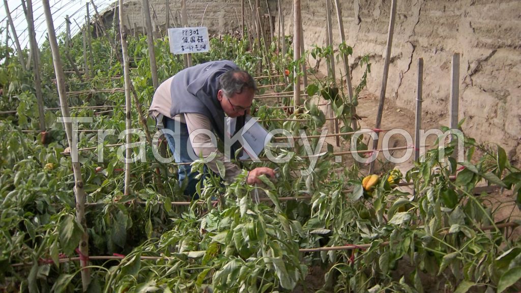 Hot selling best vegetable seeds Solanum melongena seeds planting 