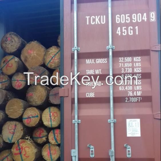 Pine round logs / pine wood / Pine wood price 