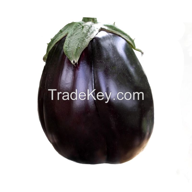 Hot selling best vegetable seeds Solanum melongena seeds planting 