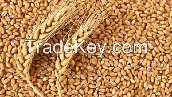 100% Organic Long Wheat Grain