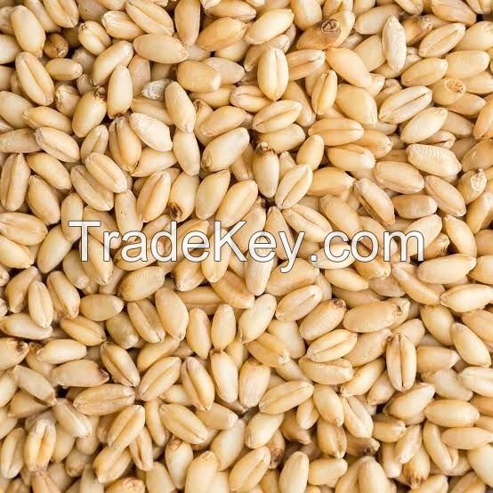 100% Organic Long Wheat Grain